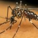 Governo negligencia vacina e mortes por dengue preocupam