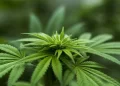 Supremo volta a julgar porte de drogas na próxima semana