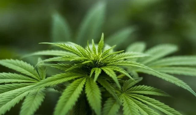 Supremo volta a julgar porte de drogas na próxima semana
