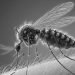 Brasil Tem Quase 4 Milhões De Casos Prováveis De Dengue